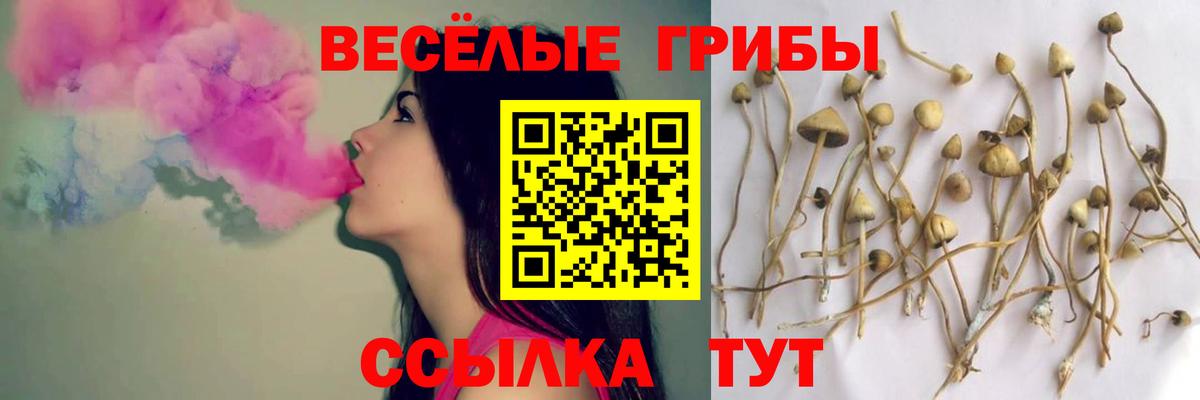 Псилоцибиновые грибы Psilocybine cubensis  Грязи  Галлюциногенные грибы GOLDEN TEACHER 